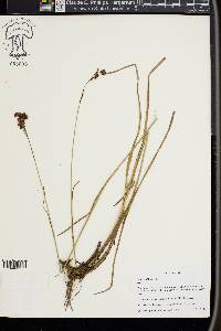 Juncus biflorus image