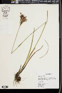 Juncus biflorus image