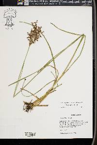 Juncus biflorus image