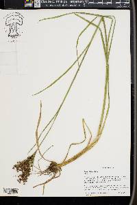 Juncus biflorus image