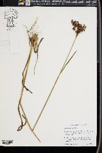 Juncus biflorus image