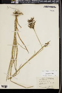 Juncus biflorus image