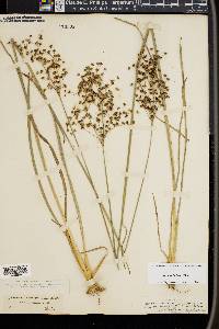 Juncus biflorus image