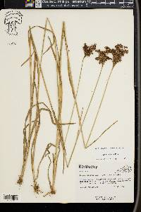 Juncus biflorus image