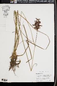 Juncus biflorus image