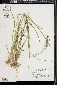 Juncus biflorus image