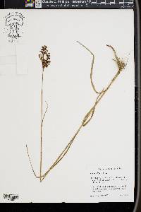 Juncus biflorus image