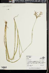 Juncus biflorus image