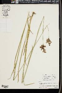 Juncus biflorus image