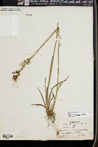 Juncus biflorus image