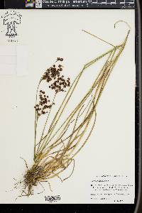 Juncus biflorus image