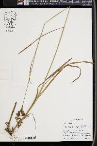 Juncus biflorus image