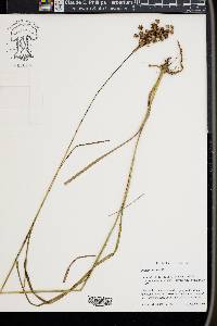 Juncus biflorus image