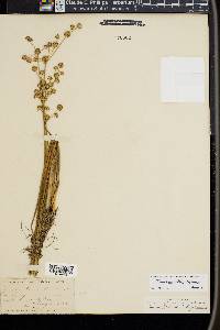 Juncus bolanderi image