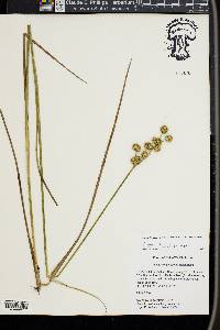 Juncus brachycarpus image