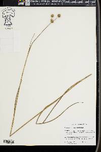 Juncus brachycarpus image