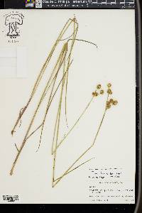 Juncus brachycarpus image