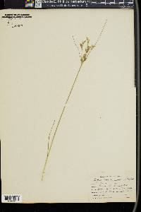 Juncus brachycephalus image