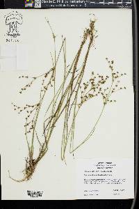 Juncus brachycephalus image