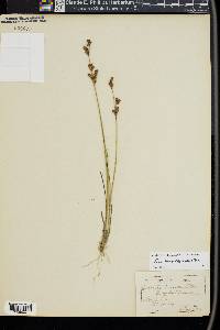 Juncus brevicaudatus image