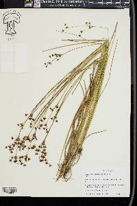 Juncus brevicaudatus image