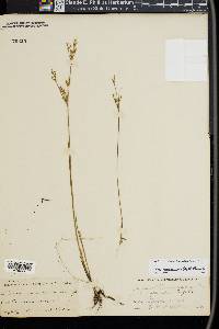 Juncus brevicaudatus image