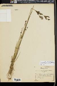 Juncus brevicaudatus image