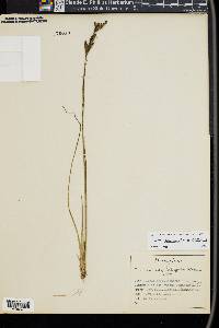 Juncus brevicaudatus image