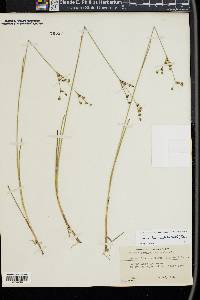 Juncus brevicaudatus image