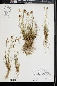 Juncus brevicaudatus image