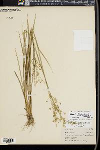 Juncus brevicaudatus image