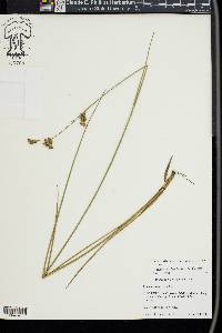 Juncus caesariensis image