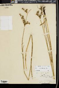 Juncus caesariensis image