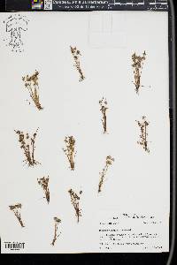 Juncus capitatus image
