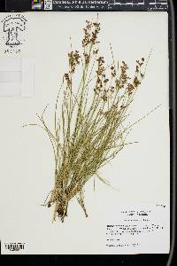 Juncus compressus image