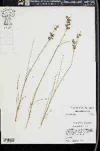 Juncus compressus image