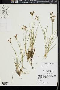 Juncus compressus image