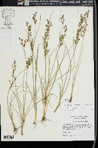 Juncus compressus image