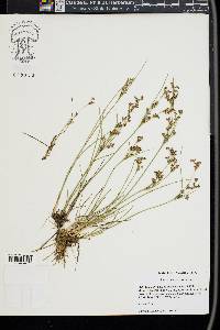 Juncus compressus image