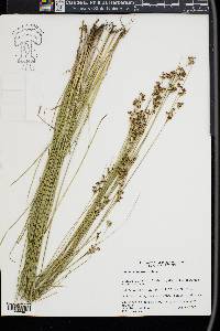 Juncus compressus image