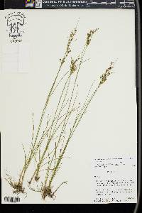 Juncus compressus image