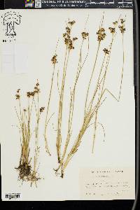 Juncus compressus image