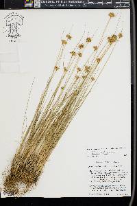 Juncus confusus image