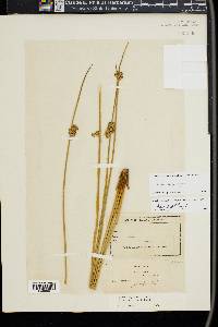 Juncus conglomeratus image