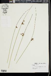 Juncus coriaceus image