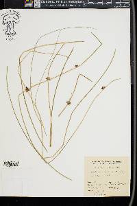 Juncus coriaceus image