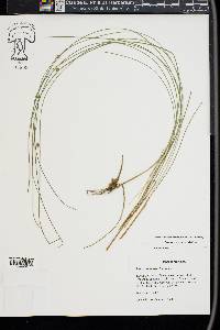 Juncus coriaceus image