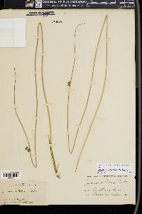 Juncus coriaceus image