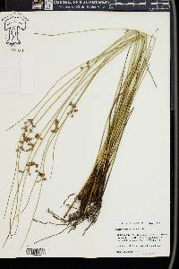 Juncus coriaceus image