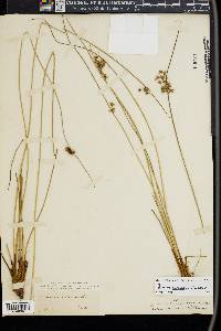Juncus coriaceus image